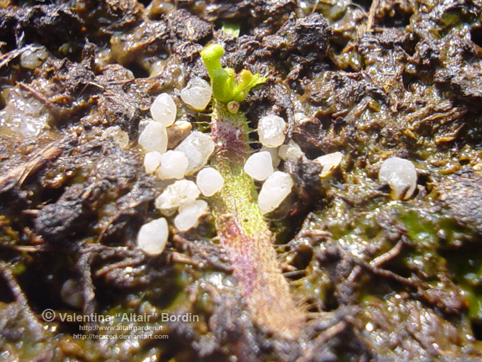 Sfagno secco per terrario tropicale